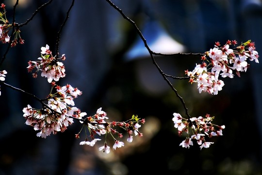 櫻花