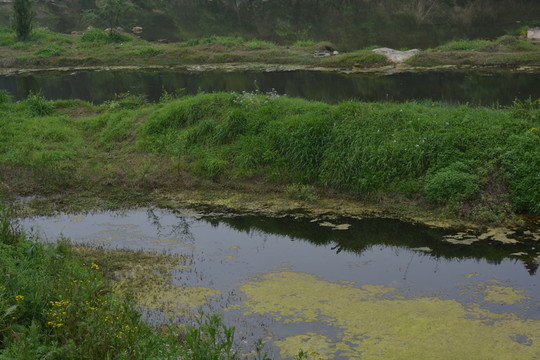 沼澤