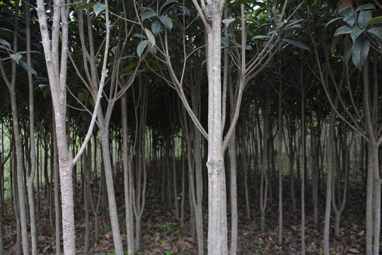 樹林