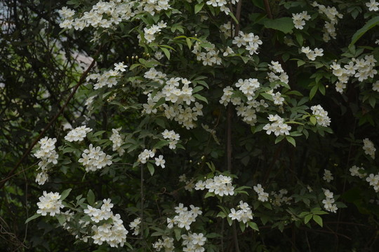 白色薔薇