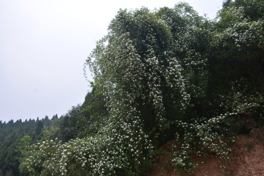 白花