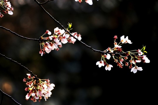 櫻花