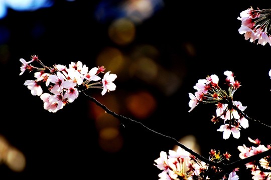 櫻花