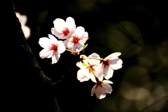櫻花