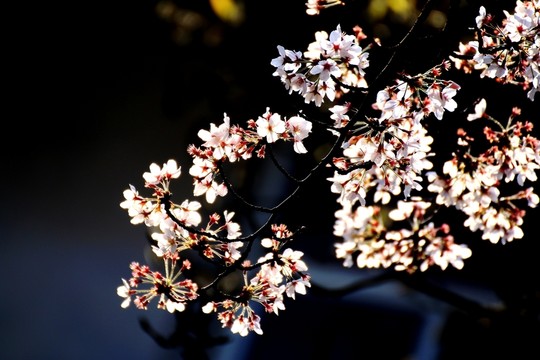 櫻花