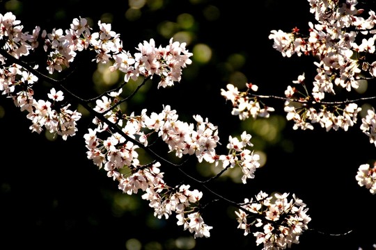 櫻花