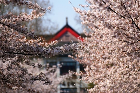 南京林業(yè)大學(xué)風(fēng)光