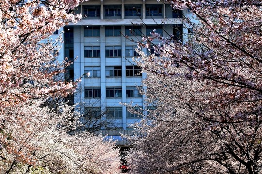 南京林業(yè)大學(xué)風(fēng)光
