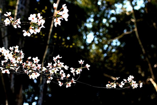 櫻花