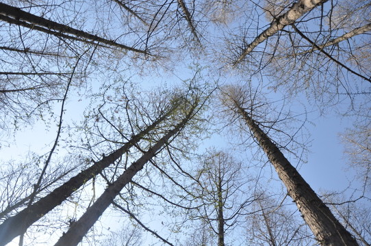 樹林
