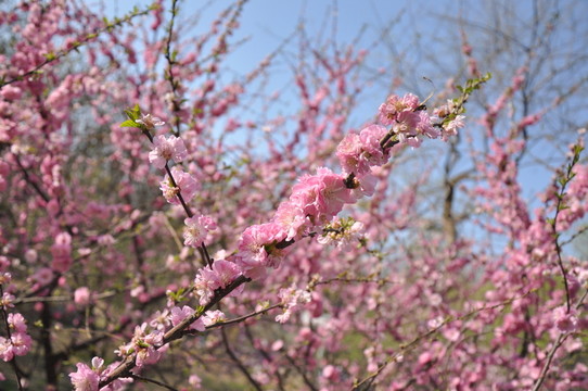 桃花