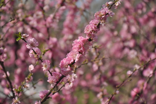 桃花綻放