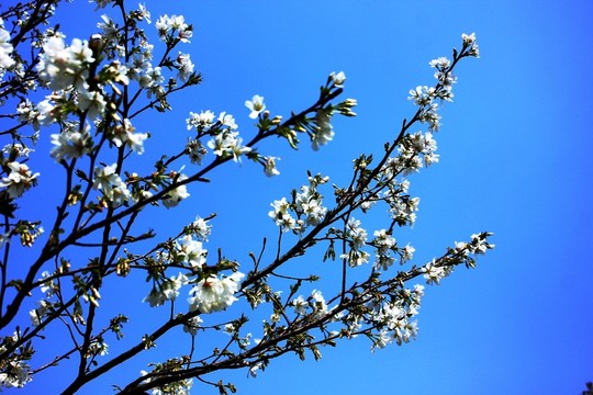 櫻花