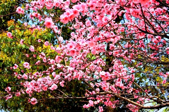 桃花