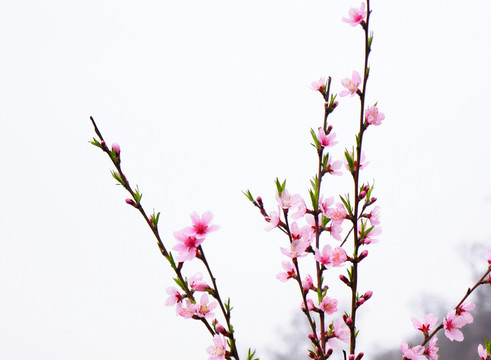 桃花 盛開