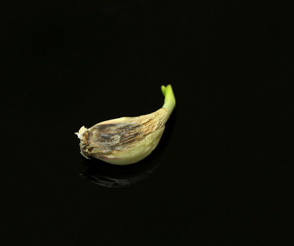 變壞的蒜