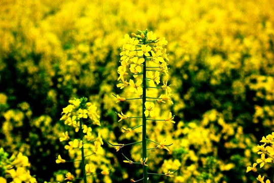 油菜花