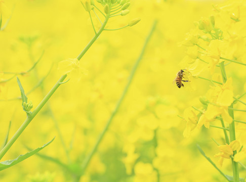 油菜花