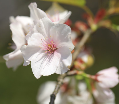 櫻花