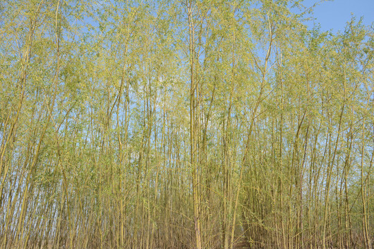 柳樹林