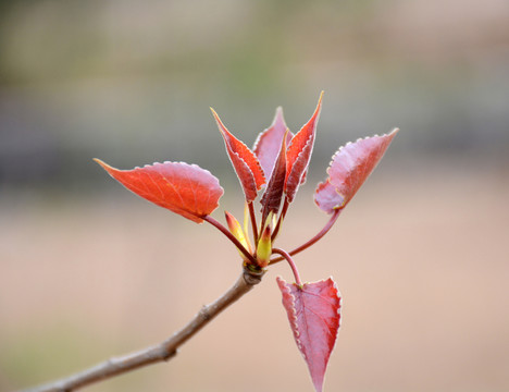 嫩樹葉
