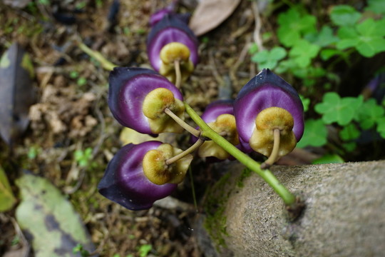 俯視禾鵲花
