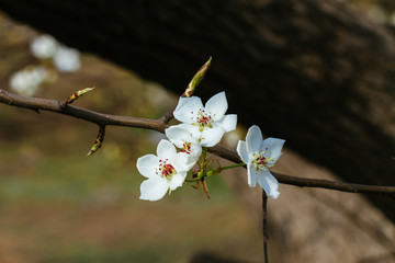 梨花