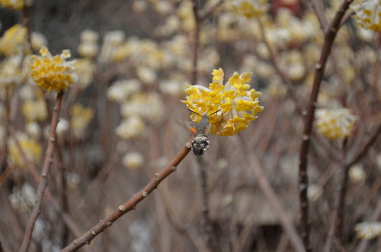 蝶戀花