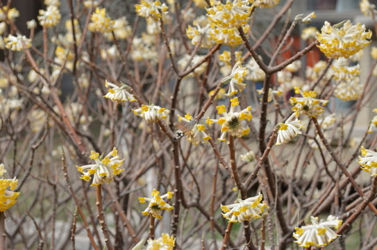 蝶戀花