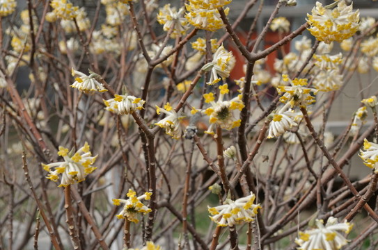 蝶戀花