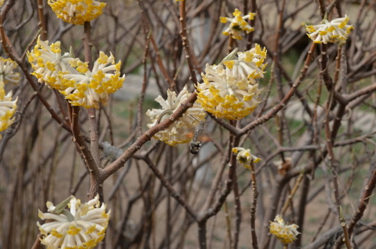 蝶戀花