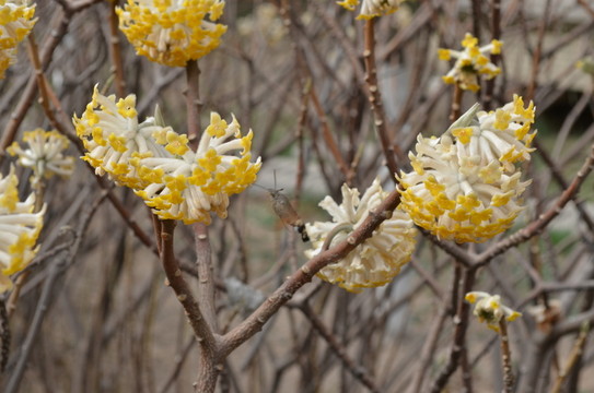 蝶戀花