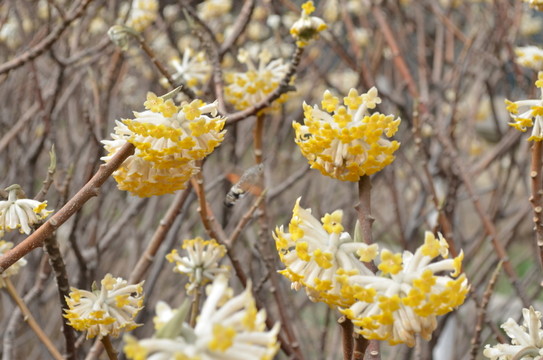 蝶戀花