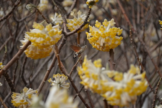 蝶戀花