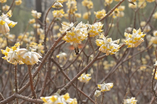 蝶戀花
