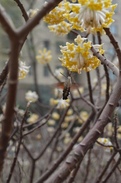 蝶戀花