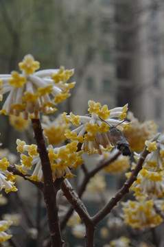 蝶戀花