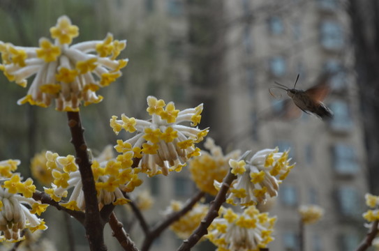 蝶戀花