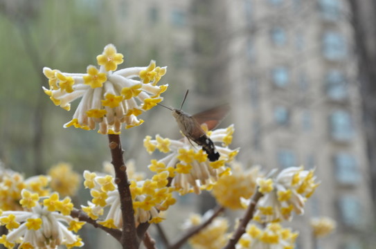 蝶戀花