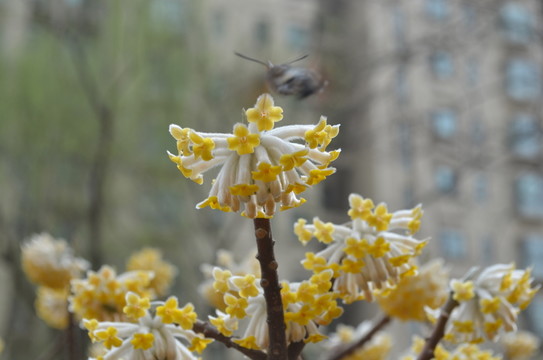 蝶戀花