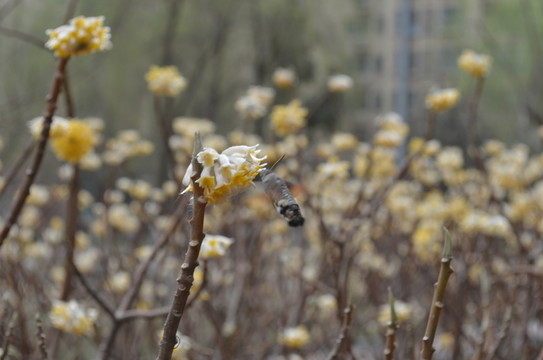 蝶戀花