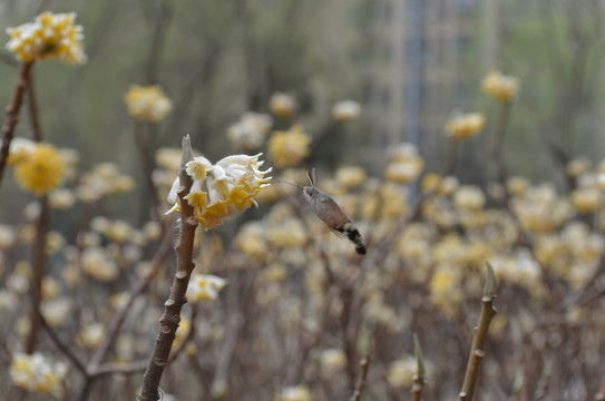 蝶戀花