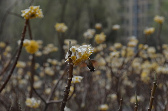 蝶戀花