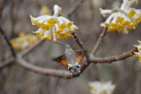 蝶戀花