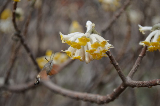 蝶戀花