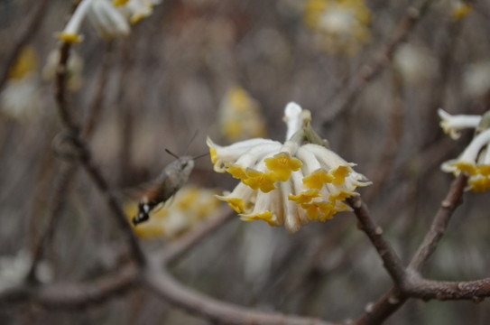 蝶戀花