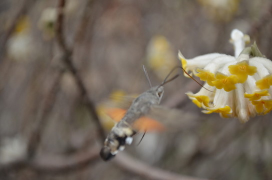 蝶戀花