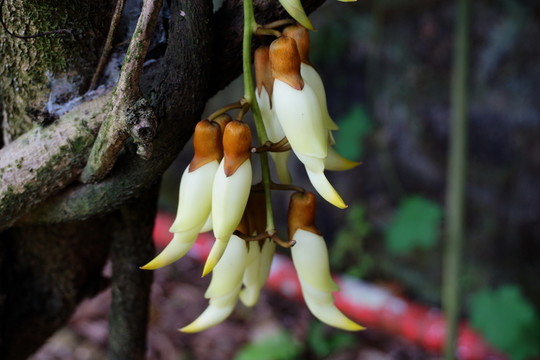 靈動(dòng)的白色禾鵲花