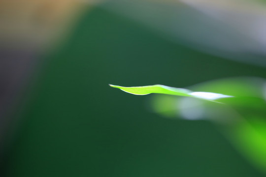 綠葉