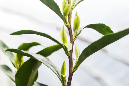 茶葉